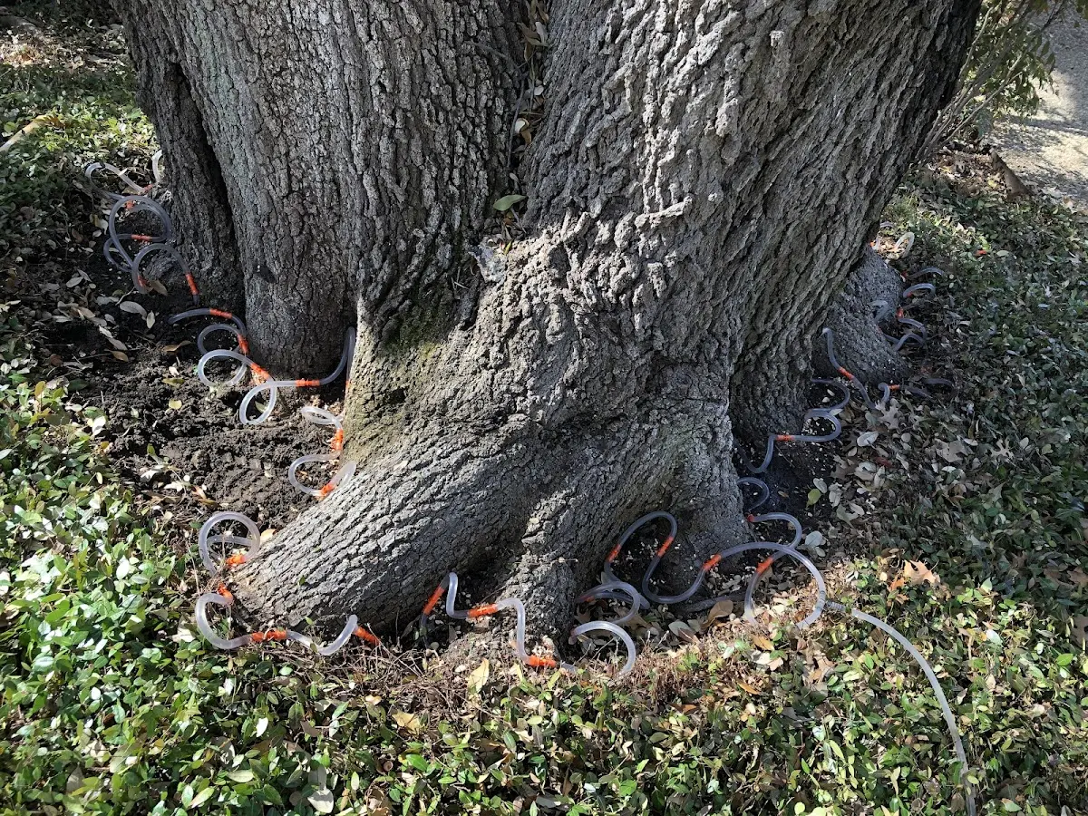 Detailed Tree Cabling and Bracing job site in Ridgeland