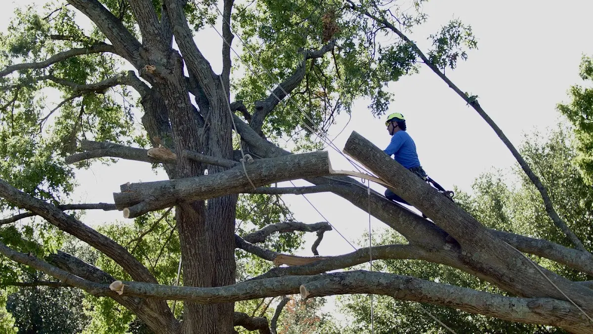 Professional Hazardous Tree Removal performed by certified arborists in Ridgeland
